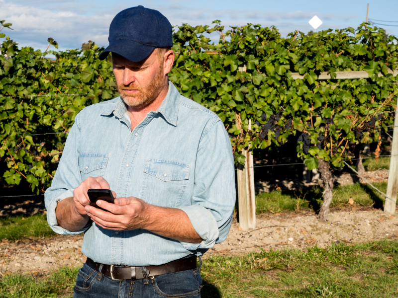 Wine Industry - Wine producer and text messaging